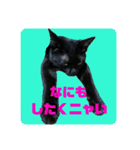 リアル黒猫《日常会話編》英語と敬語MIX！！（個別スタンプ：15）