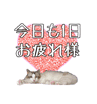 愛猫Jちゃん（個別スタンプ：15）