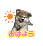 秋田犬むつごろうAkita Dog（個別スタンプ：1）