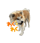 秋田犬むつごろうAkita Dog（個別スタンプ：2）