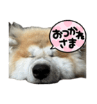 秋田犬むつごろうAkita Dog（個別スタンプ：3）
