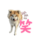 秋田犬むつごろうAkita Dog（個別スタンプ：4）