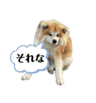 秋田犬むつごろうAkita Dog（個別スタンプ：5）