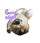 秋田犬むつごろうAkita Dog（個別スタンプ：6）