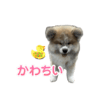 秋田犬むつごろうAkita Dog（個別スタンプ：7）