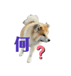 秋田犬むつごろうAkita Dog（個別スタンプ：8）