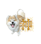 秋田犬むつごろうAkita Dog（個別スタンプ：9）