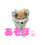 秋田犬むつごろうAkita Dog（個別スタンプ：10）