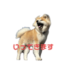 秋田犬むつごろうAkita Dog（個別スタンプ：12）