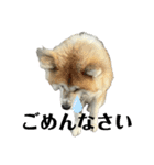 秋田犬むつごろうAkita Dog（個別スタンプ：13）