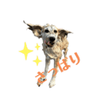 秋田犬むつごろうAkita Dog（個別スタンプ：14）