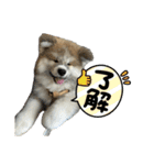 秋田犬むつごろうAkita Dog（個別スタンプ：15）