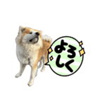 秋田犬むつごろうAkita Dog（個別スタンプ：16）