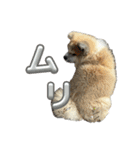 秋田犬むつごろうAkita Dog（個別スタンプ：17）