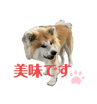 秋田犬むつごろうAkita Dog（個別スタンプ：19）