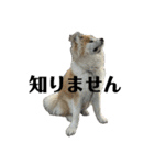 秋田犬むつごろうAkita Dog（個別スタンプ：20）