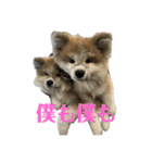 秋田犬むつごろうAkita Dog（個別スタンプ：21）