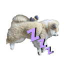 秋田犬むつごろうAkita Dog（個別スタンプ：22）