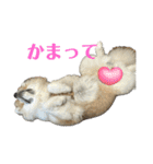 秋田犬むつごろうAkita Dog（個別スタンプ：23）