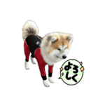秋田犬むつごろうAkita Dog（個別スタンプ：24）