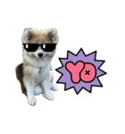 秋田犬むつごろうAkita Dog（個別スタンプ：25）
