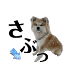 秋田犬むつごろうAkita Dog（個別スタンプ：26）