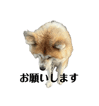 秋田犬むつごろうAkita Dog（個別スタンプ：27）