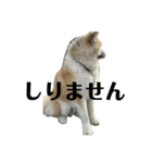 秋田犬むつごろうAkita Dog（個別スタンプ：28）
