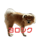 秋田犬むつごろうAkita Dog（個別スタンプ：29）