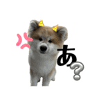秋田犬むつごろうAkita Dog（個別スタンプ：30）
