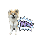 秋田犬むつごろうAkita Dog（個別スタンプ：32）