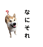 柴犬トマトの日常 自由編（個別スタンプ：1）
