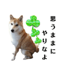 柴犬トマトの日常 自由編（個別スタンプ：2）