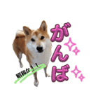 柴犬トマトの日常 自由編（個別スタンプ：3）