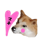 柴犬トマトの日常 自由編（個別スタンプ：4）