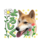 柴犬トマトの日常 自由編（個別スタンプ：5）