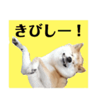 柴犬トマトの日常 自由編（個別スタンプ：6）