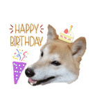 柴犬トマトの日常 自由編（個別スタンプ：7）