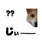 柴犬トマトの日常 自由編（個別スタンプ：8）