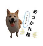 柴犬トマトの日常 自由編（個別スタンプ：12）