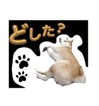 柴犬トマトの日常 自由編（個別スタンプ：13）