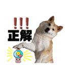 柴犬トマトの日常 自由編（個別スタンプ：17）