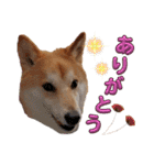 柴犬トマトの日常 自由編（個別スタンプ：18）