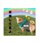 柴犬トマトの日常 自由編（個別スタンプ：19）