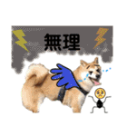 柴犬トマトの日常 自由編（個別スタンプ：20）