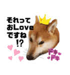 柴犬トマトの日常 自由編（個別スタンプ：21）