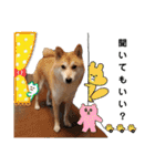 柴犬トマトの日常 自由編（個別スタンプ：22）