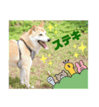 柴犬トマトの日常 自由編（個別スタンプ：23）