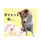 柴犬トマトの日常 自由編（個別スタンプ：24）