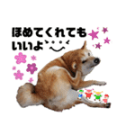 柴犬トマトの日常 自由編（個別スタンプ：25）